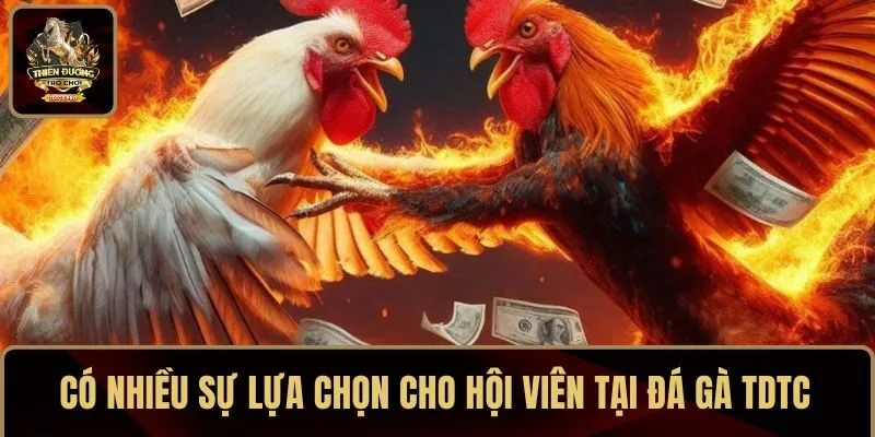 Có nhiều sự lựa chọn cho hội viên tại đá gà TDTC