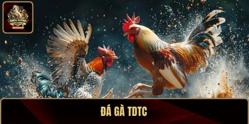 Đá gà TDTC